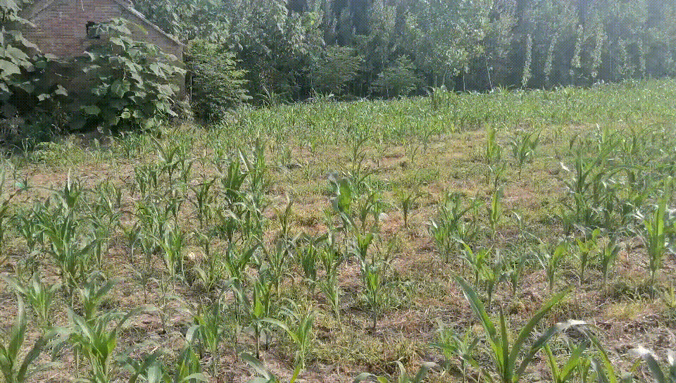 可遭不住这热情似火的太阳但是,地里的庄稼一样不少,也能凑合着过空调