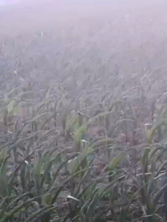 可遭不住这热情似火的太阳但是,地里的庄稼一样不少,也能凑合着过空调