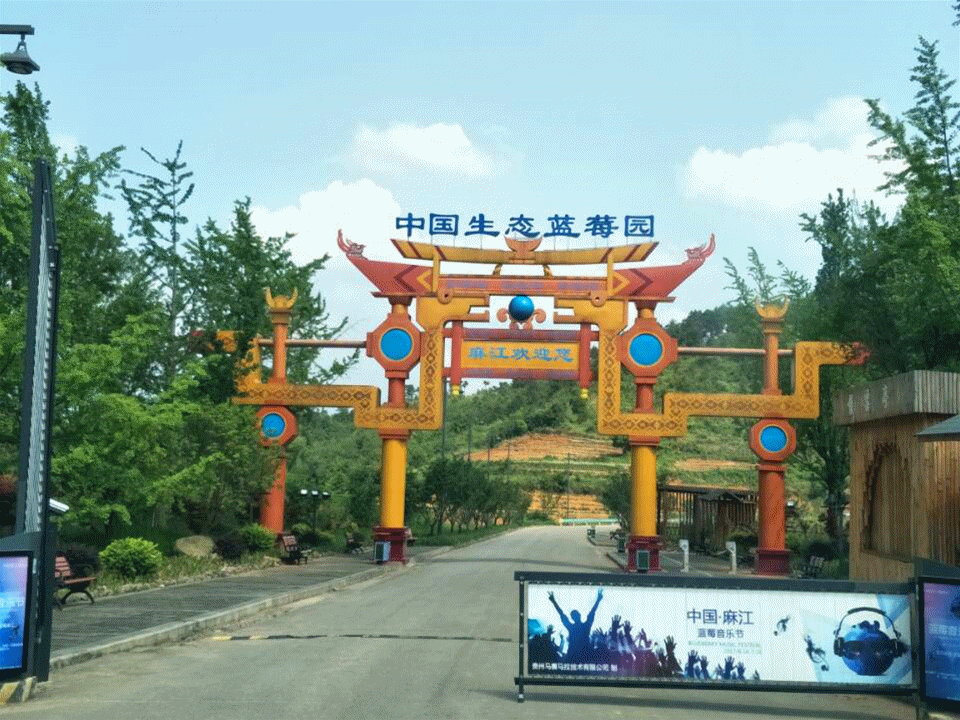 它来了!8万余亩麻江有机蓝莓"抢鲜"上市!