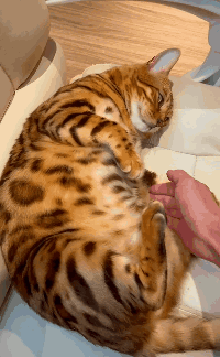 200_324gif 动态图 动图