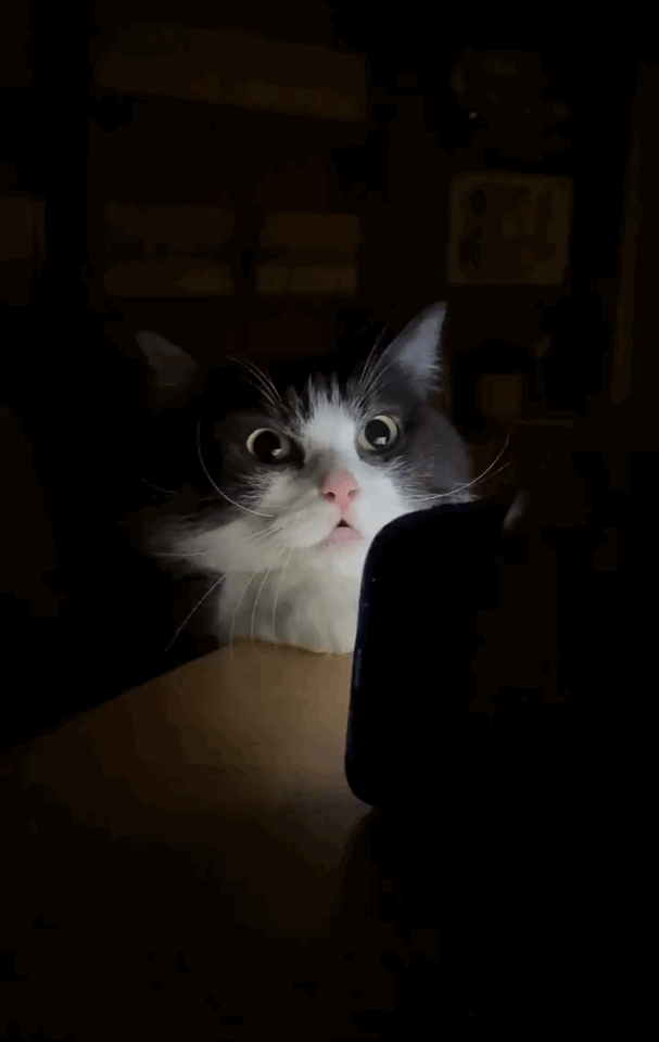 周末云吸猫快乐没烦恼可可爱爱的猫主子都来这里集合了