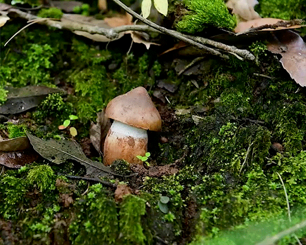 "吃"在红河县|美味的鸡枞菌上市啦!你尝鲜了没!_腾讯新闻