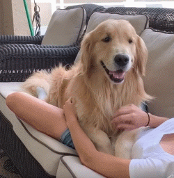 人和狗语言不通,狗狗怎么知道主人爱它?