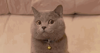 猫,总是让人捉摸不透,时而温顺时而高冷,喜欢特立独行,喜欢天马行空.