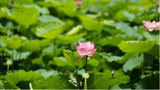 荷塘美景,是这个夏天无数成都人追逐的好去处.