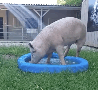 320_294gif 动态图 动图