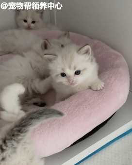 猫妈妈强行晒娃,叼奶猫塞给小宝宝:崽,这就是你以后的铲屎官