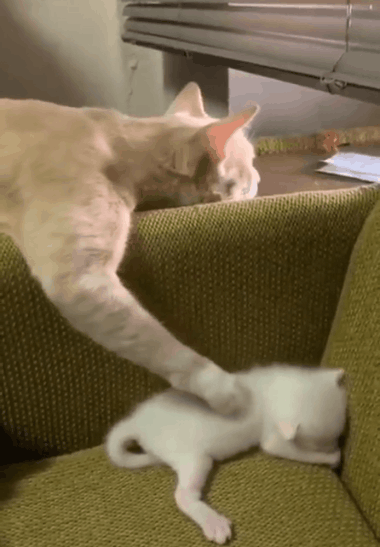 380_547竖版 竖屏gif 动态图 动图