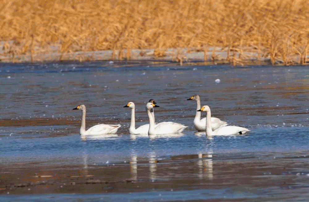 天鹅眷恋的地方编辑:格日勒审核:姚长德 陈爽