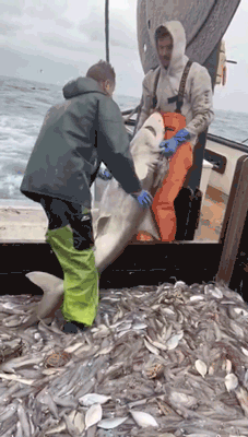 人类其实比鲨鱼更社恐_腾讯新闻