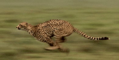 一般的捕猎过程中,猎豹高速奔驰的时间也就是十几秒,在它们追出几百米