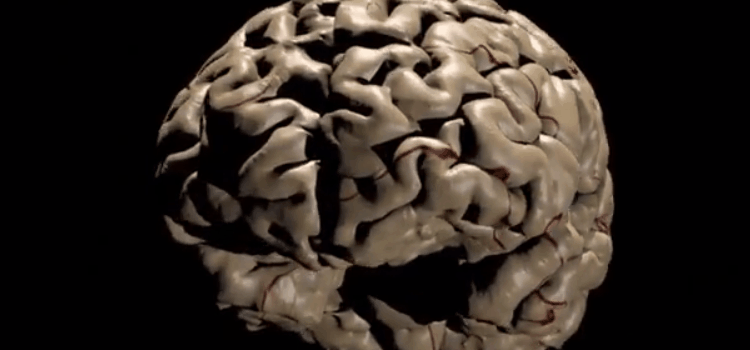 什么是脑下垂体?