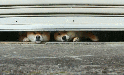 请问这个能长狗头的门缝哪有卖?_腾讯新闻