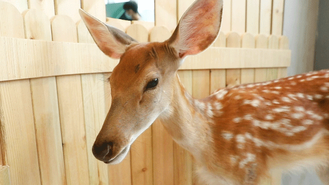 梅花鹿,袋鼠……任撸!_腾讯新闻
