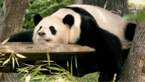 看"娇庆"无忧无虑的样子,真是让人羡慕……不愧是国宝!