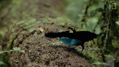 华美极乐鸟,在椭圆黑羽上扮出"笑脸"这两种鸟都带有明亮的蓝色标记,但