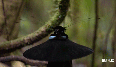 求偶成功(本部分动图来源于tim larman为netflix拍摄的极乐鸟纪录片)