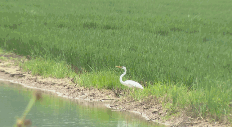 白鹭齐聚邳州,数量之多令人称奇!
