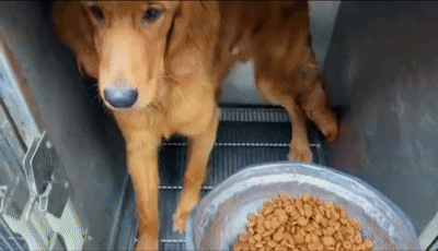 怡宝无情干饭机器想找一个稳定饭友