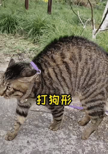 360_510竖版 竖屏gif 动态图 动图