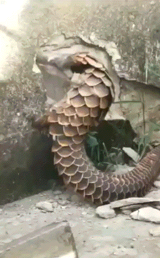 穿山甲要把家给穿了,怎么办?