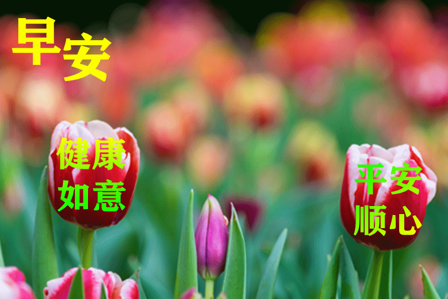 早晨送朋友的早安问候祝福语图片最新微信早上好问候短信句子
