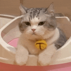 大吸一口小猫咪系列表情包