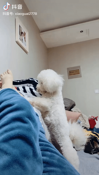 小比熊宠物店美容回来后不吃不喝当它张开嘴巴主人竟被眼前的一幕吓到