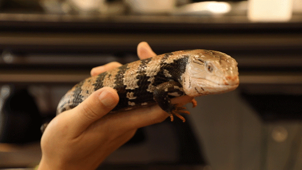 大尾巴守宫蜥蜴,性格温顺蓝舌石龙子,超吸睛异宠玉米蛇,树蛙等,还有