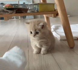 258_229gif 动态图 动图