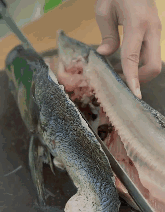 那些关于鱼的瞬间,想起来都很幸福!