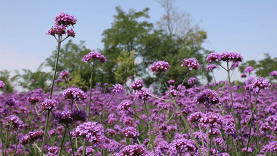 清水县这片紫色花海如期而至快来打卡吧