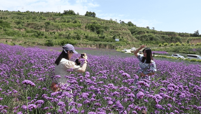 清水县这片紫色花海如期而至快来打卡吧