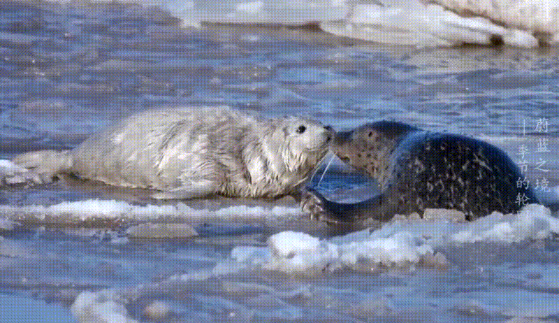 海洋生物多样性斑海豹的第一次游泳