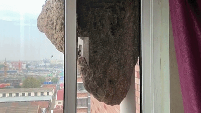 最近我家窗外忽然多了一个蜂窝,一眼望去就很吓人.大家好,我是九酱.