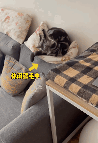 猫的反射弧能有——多——长?看完想给它装个5g网!