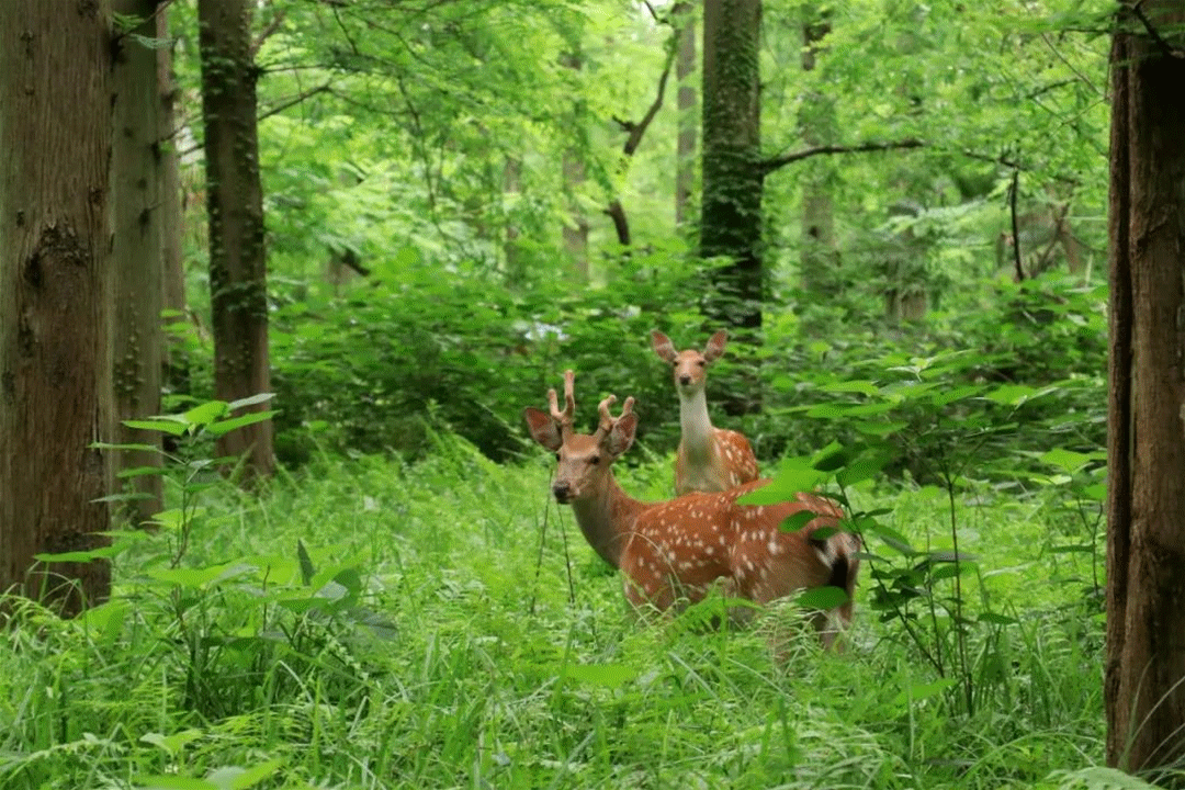 1080_720gif 动态图 动图