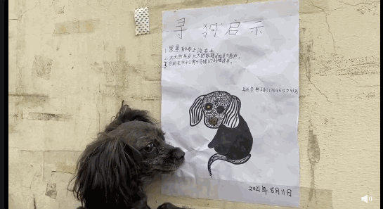 消防员抓到恶犬后帮它找主人,看到一则寻狗启示后……笑喷了!