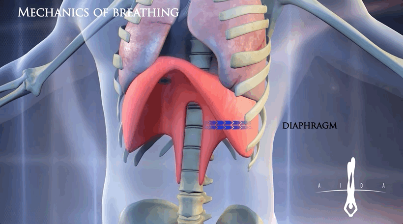正常情况下,我们呼吸时,伴随着胸腔的张合,膈肌也会有节奏地收缩和