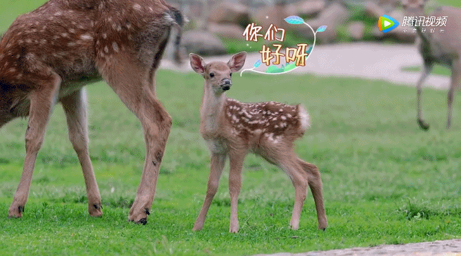 萌翻了心动旅行团还有小鹿宝宝突然出现十分活泼可爱它们聚在一起吃草
