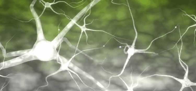 如果您有大脑,就需要禁食?