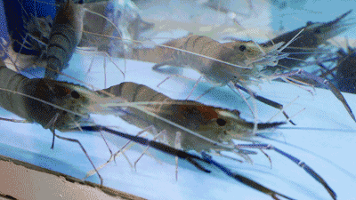 如何做虾,如何做虾好吃又简单