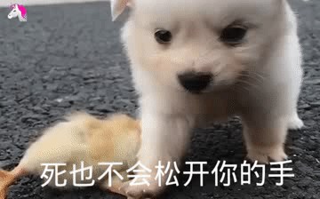 4表情包|抖音热门动图表情包