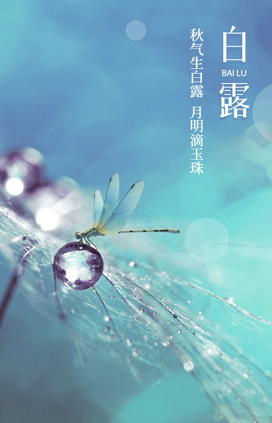 一滴白露 浓缩了生活