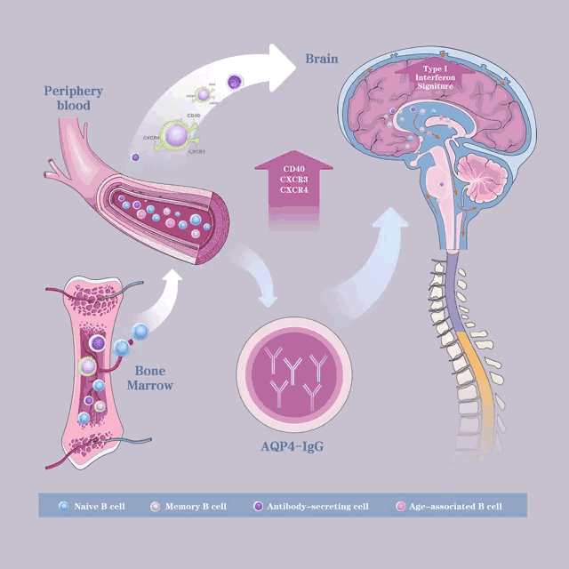脑脊液循环动图图片