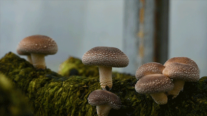 香菇生长过程图图片