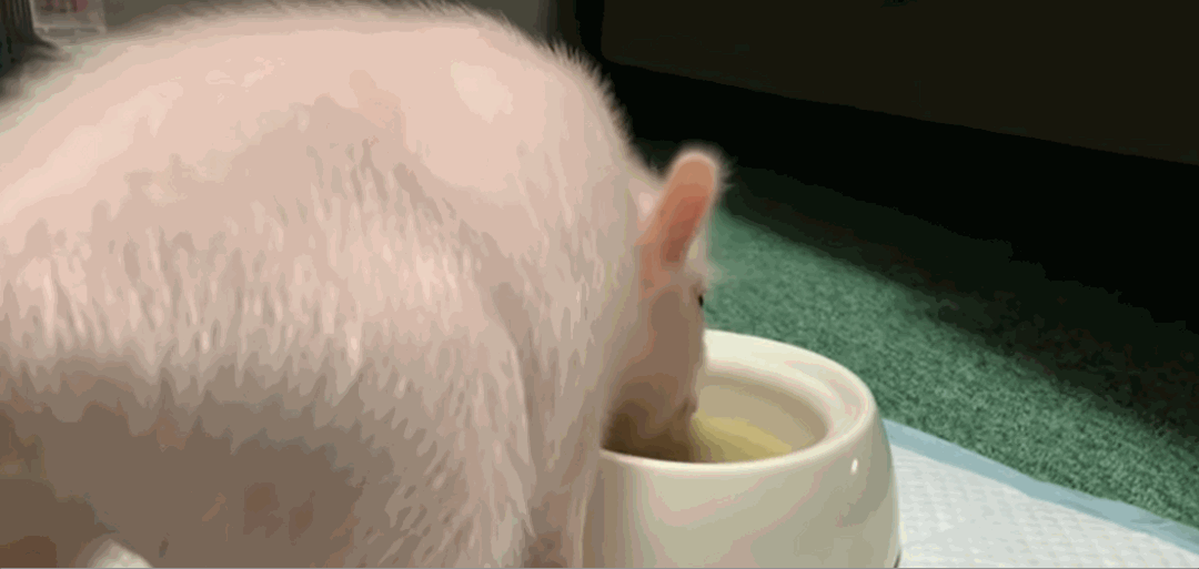 精心养育宠物猪100天后,把它杀死,烤熟,吃掉