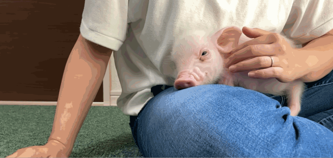 精心养育宠物猪100天后,把它杀死,烤熟,吃掉……_腾讯新闻