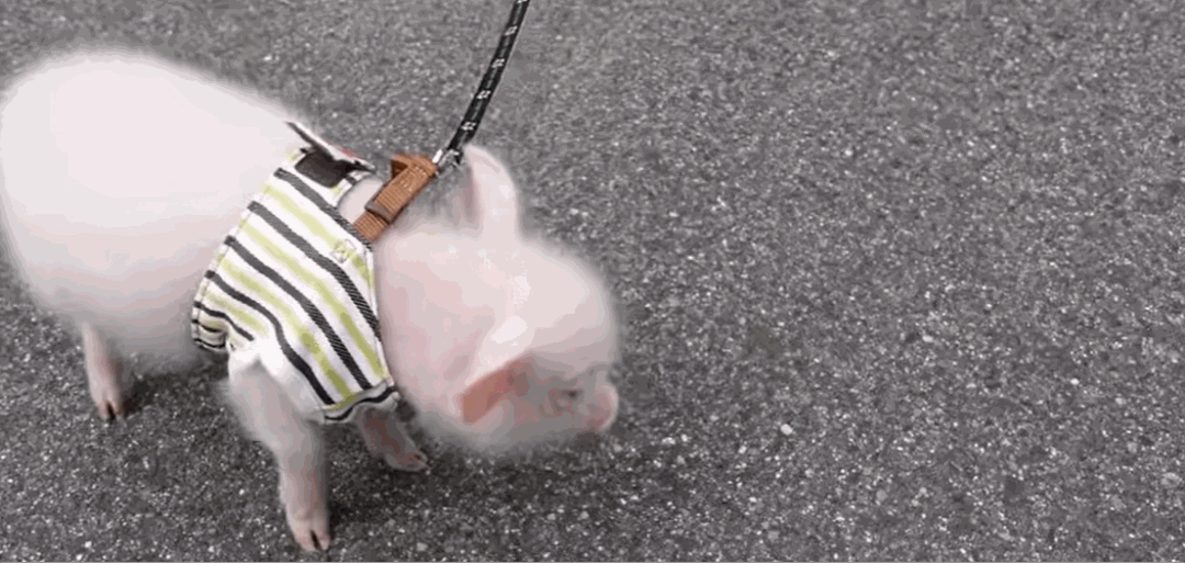 1080_513gif 动态图 动图