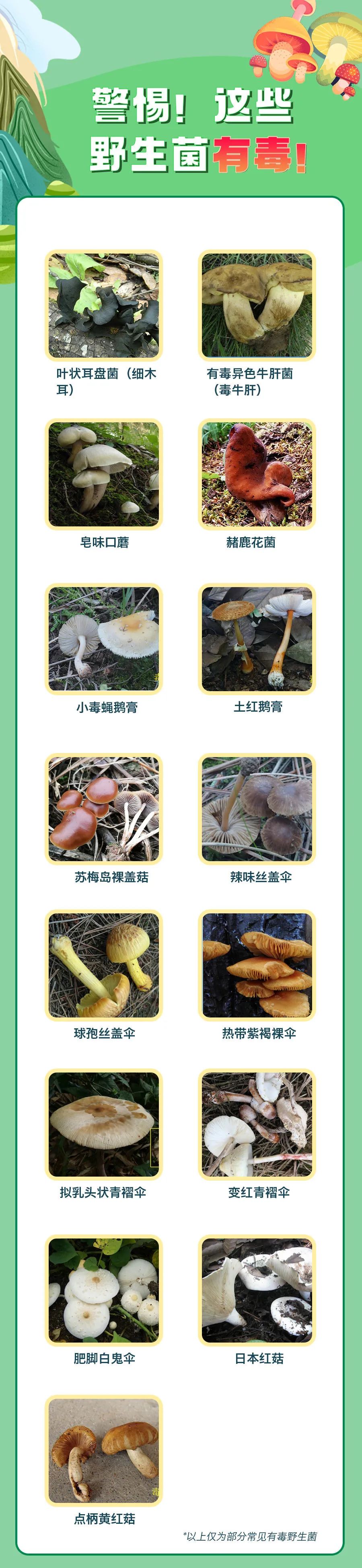 野蘑菇怎样识别有毒图片